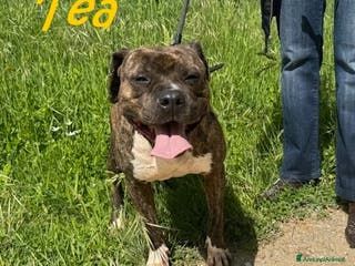 Pitbull cani TEA adorabile pitbullina - Annuncio 2