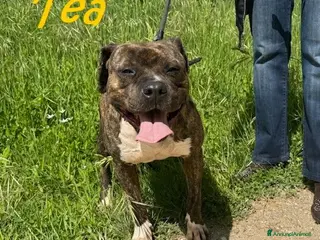 Pitbull cani TEA adorabile pitbullina - Annuncio 2