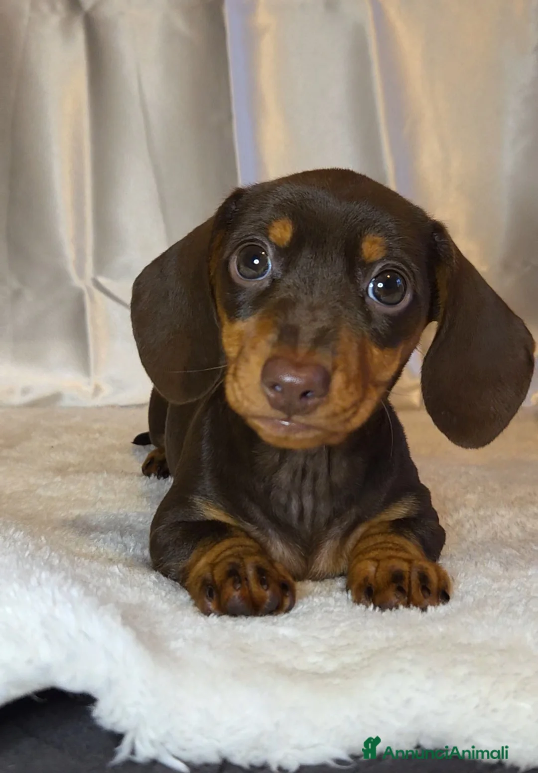 Bassotto cani in vendita: Bassotta chocolate - Annuncio 1