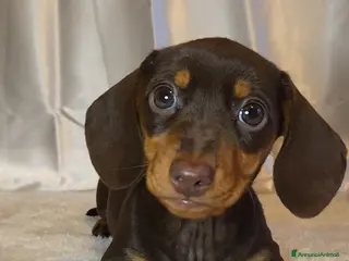 Bassotto cani Bassotta chocolate - Annuncio 27