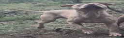Pitbull cani per accoppiamento:  Monta Pitbull ukc  - Annuncio 4