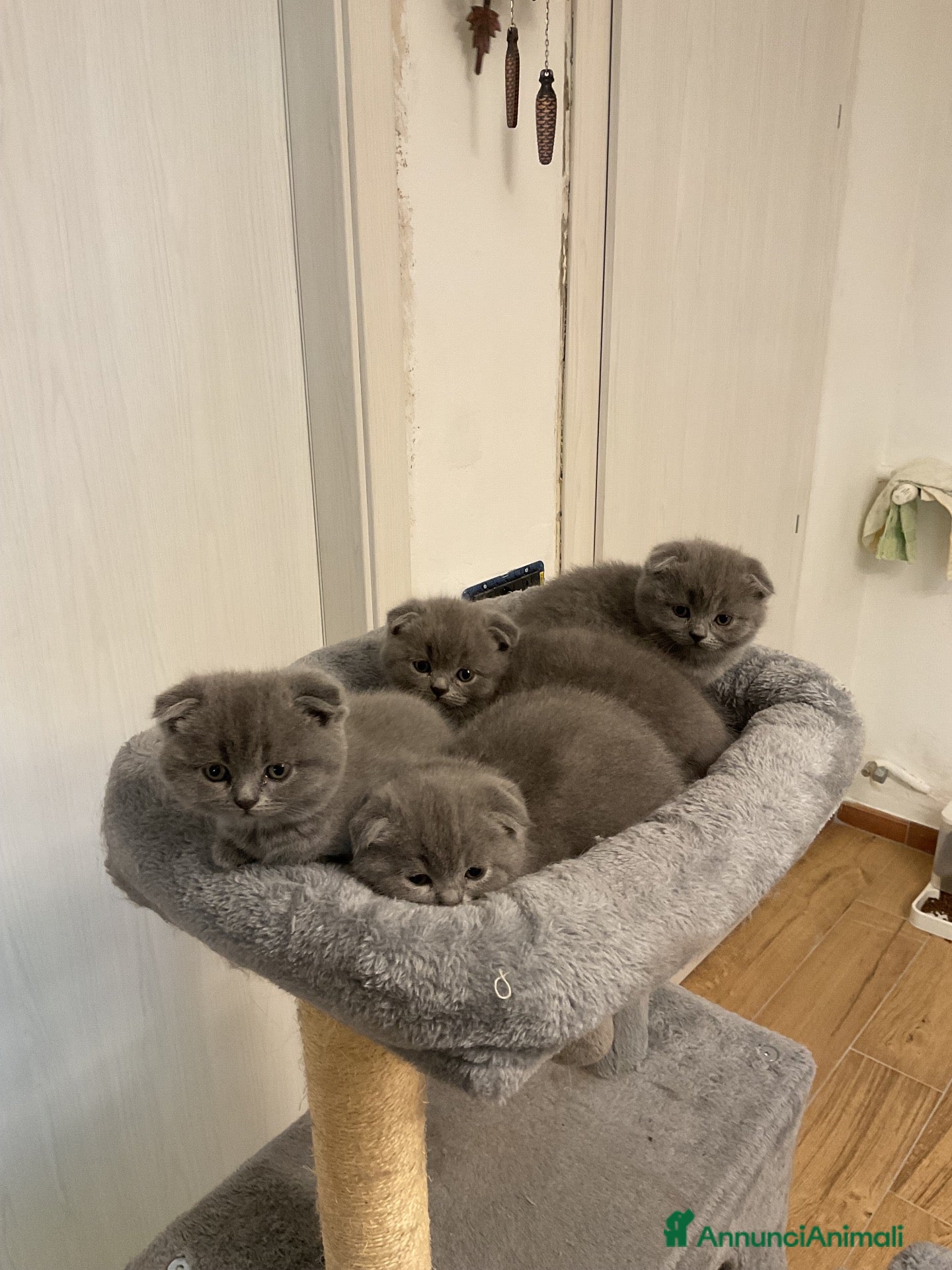 Scottish gatti Gattini scottish - Annuncio 19