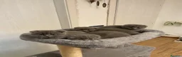 Scottish gatti in vendita: Gattini scottish - Annuncio 1