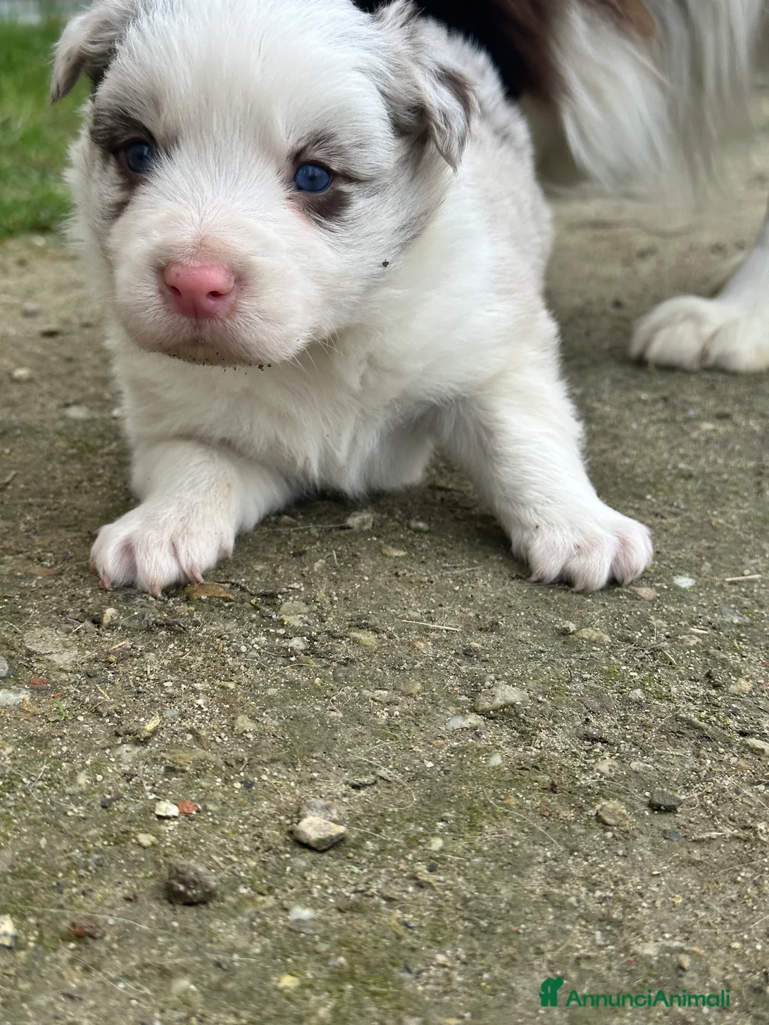 Border Collie cani in vendita: Ultimi border collie con pedigree - Annuncio 5
