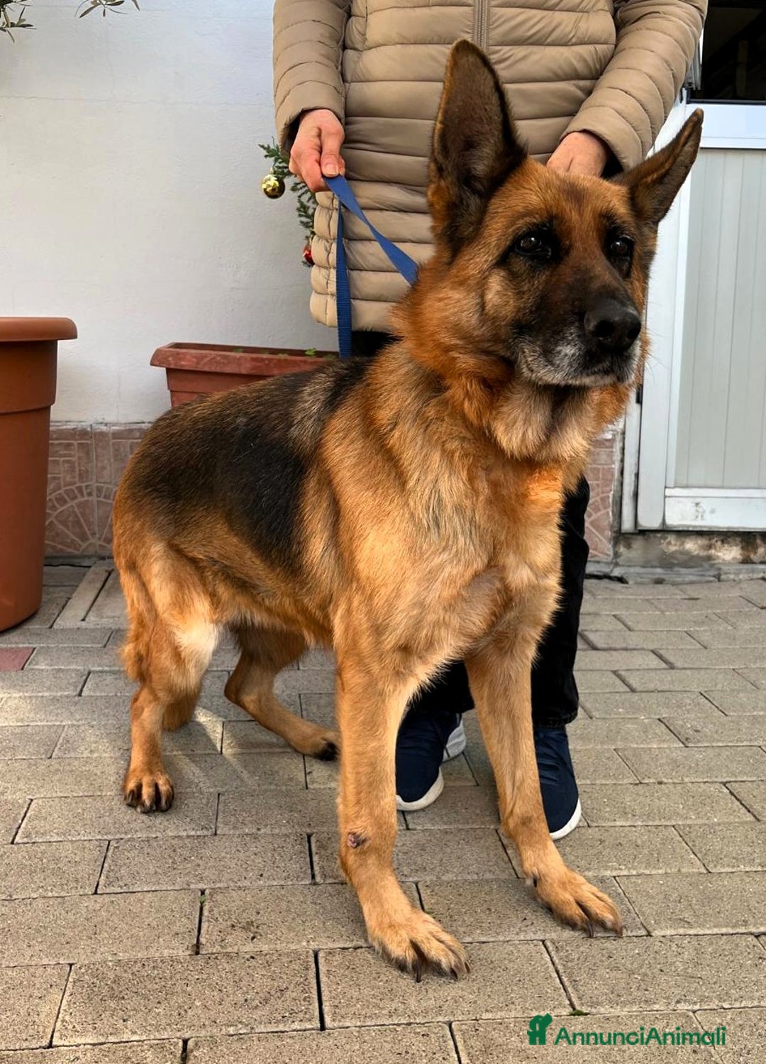 Pastore Tedesco cani in regalo: GIANNA PASTORE TEDESCO - Annuncio 6