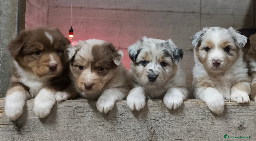 Australian Shepherd cani in vendita: Cuccioli Australian Shepherd con pedigree  - Annuncio 6