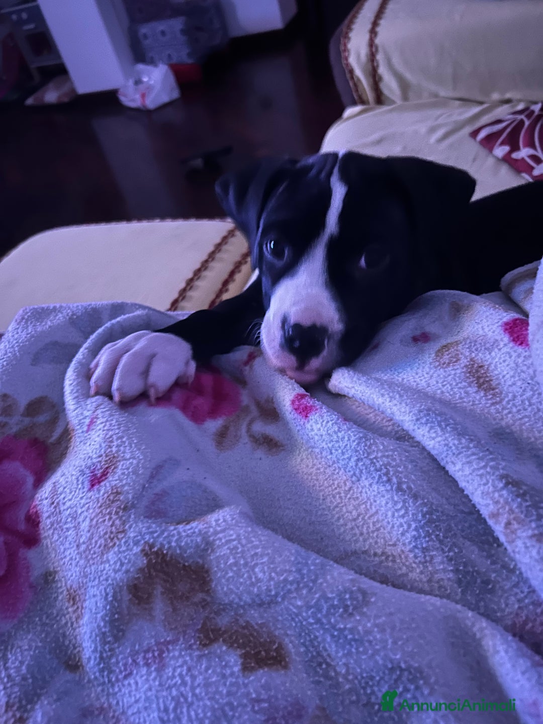 Pitbull cani in vendita: Cucciola di pitbull - Annuncio 4