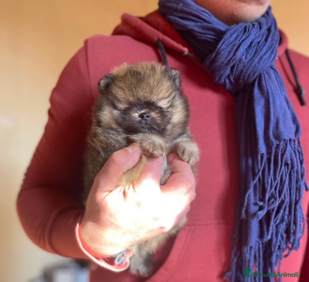 Volpino Pomerania cani in vendita: Pomerania Orange Sable con Pedigree ENCI - Annuncio 1
