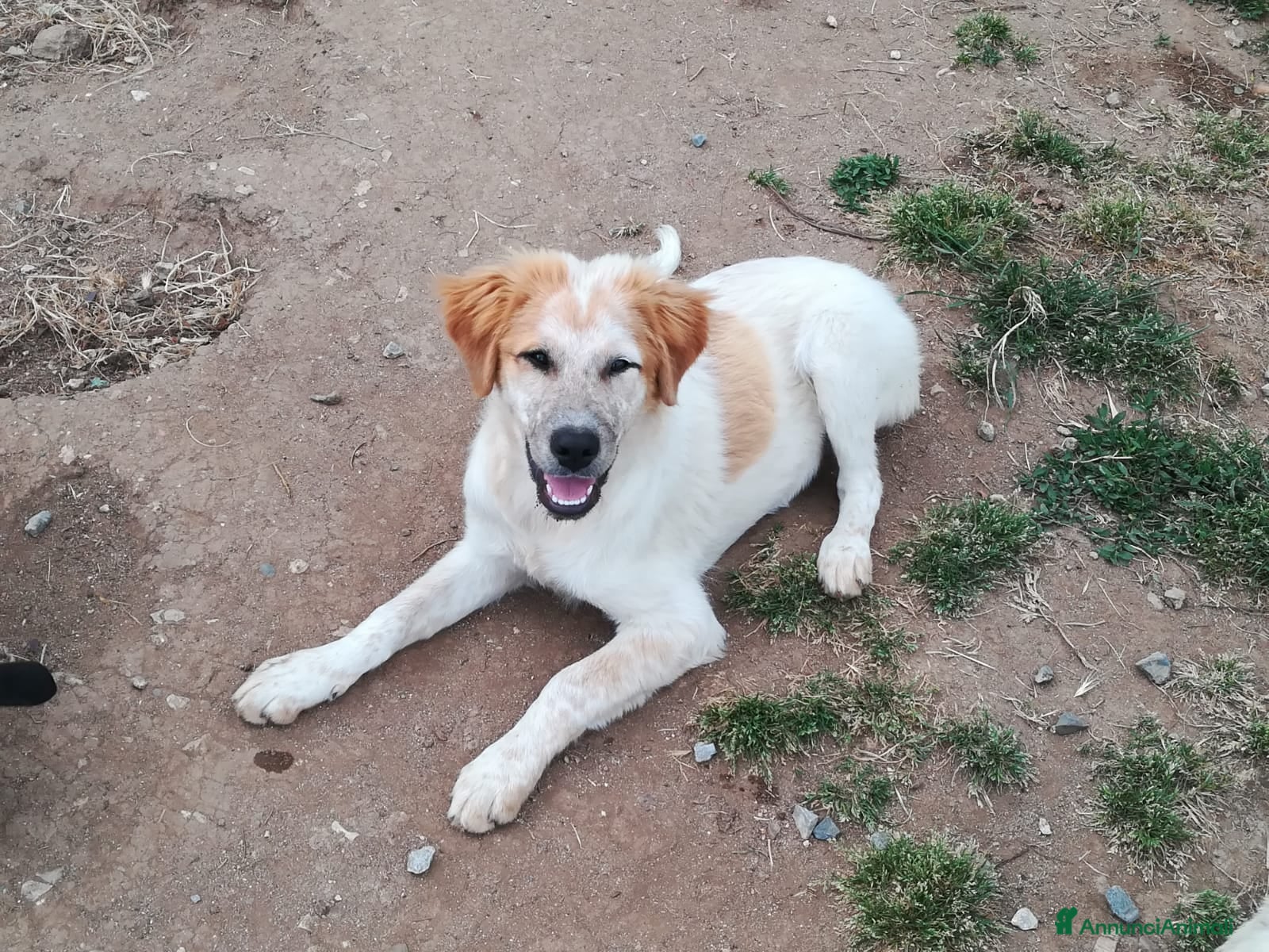 Meticcio cani BISCOTTO ASPETTA UNA MAMMA  - Annuncio 18