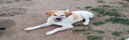 Meticcio cani in regalo: BISCOTTO ASPETTA UNA MAMMA  a Città metropolitana di Milano - Annuncio 1