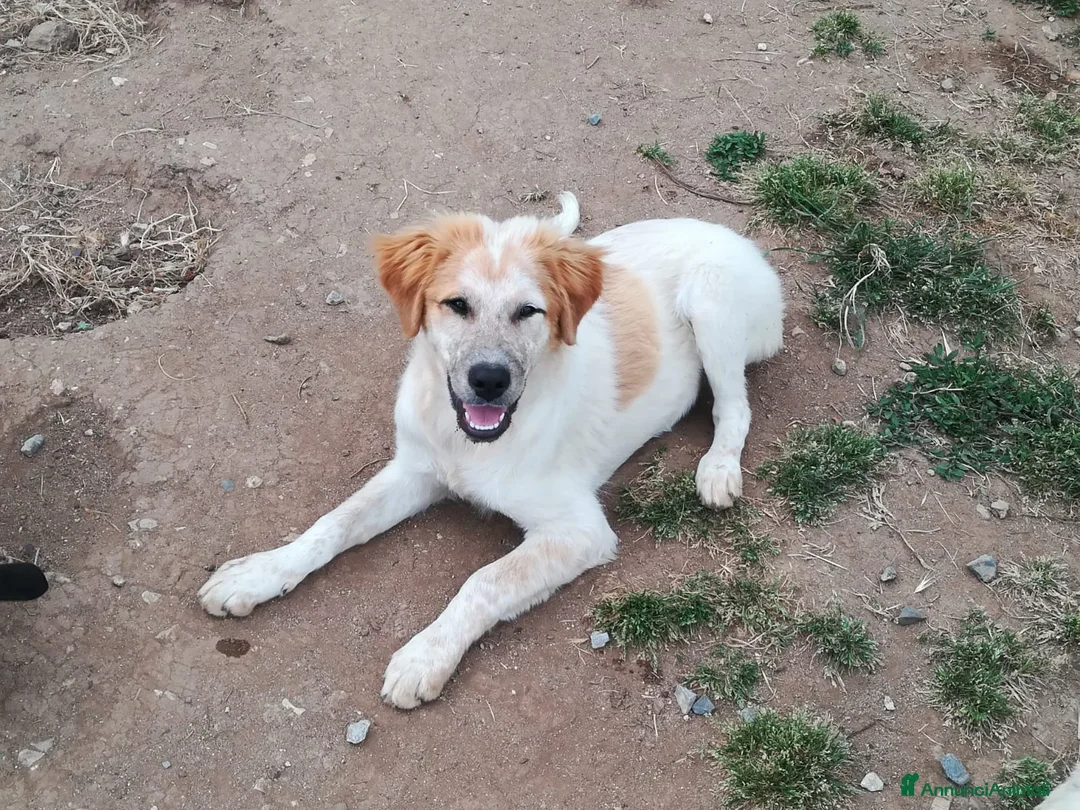 Meticcio cani in regalo: BISCOTTO ASPETTA UNA MAMMA  a Città metropolitana di Milano - Annuncio 1