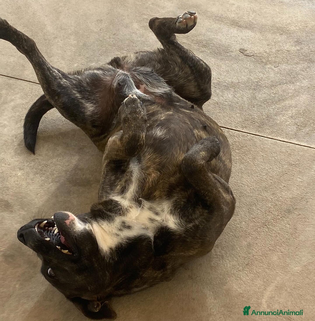 Meticcio cani in regalo: WENDY dolce cagnolina 2 anni cerca adozione a Provincia di Latina - Annuncio 4