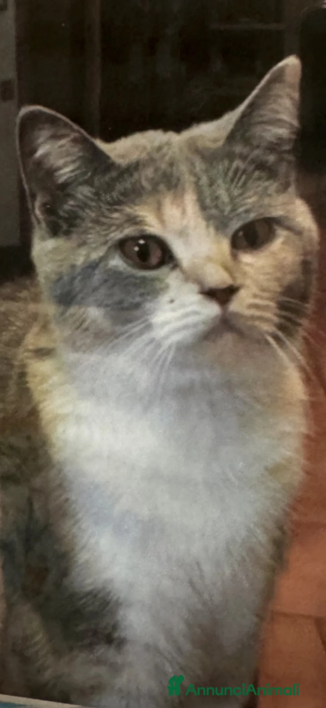 British gatti in vendita: Cuccioli british shorthair - Annuncio 1
