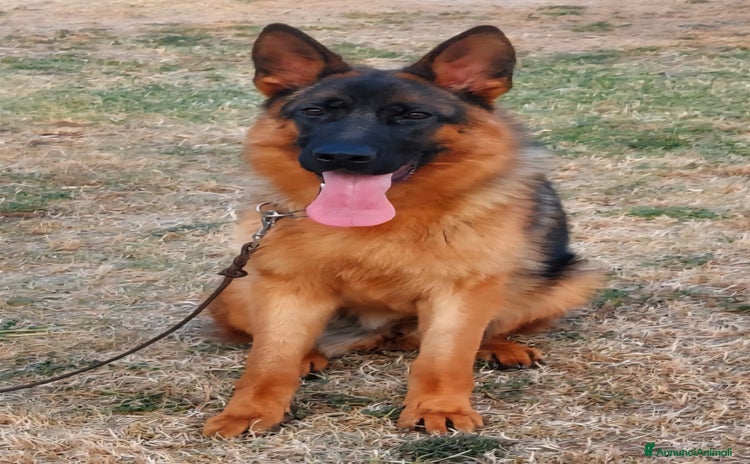 Pastore Tedesco cani a Provincia di Perugia - Annuncio 2