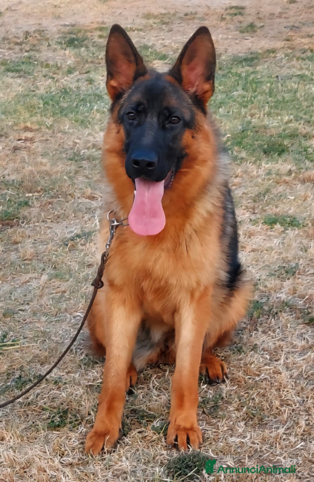Pastore Tedesco cani in vendita: Pastore Tedesco femmina a Provincia di Perugia - Immagine 1
