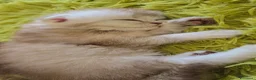 Scottish gatti in vendita: Scottish  - Annuncio 7