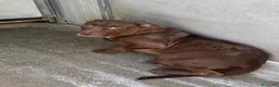 Pitbull cani in regalo: Bruno - Annuncio 4