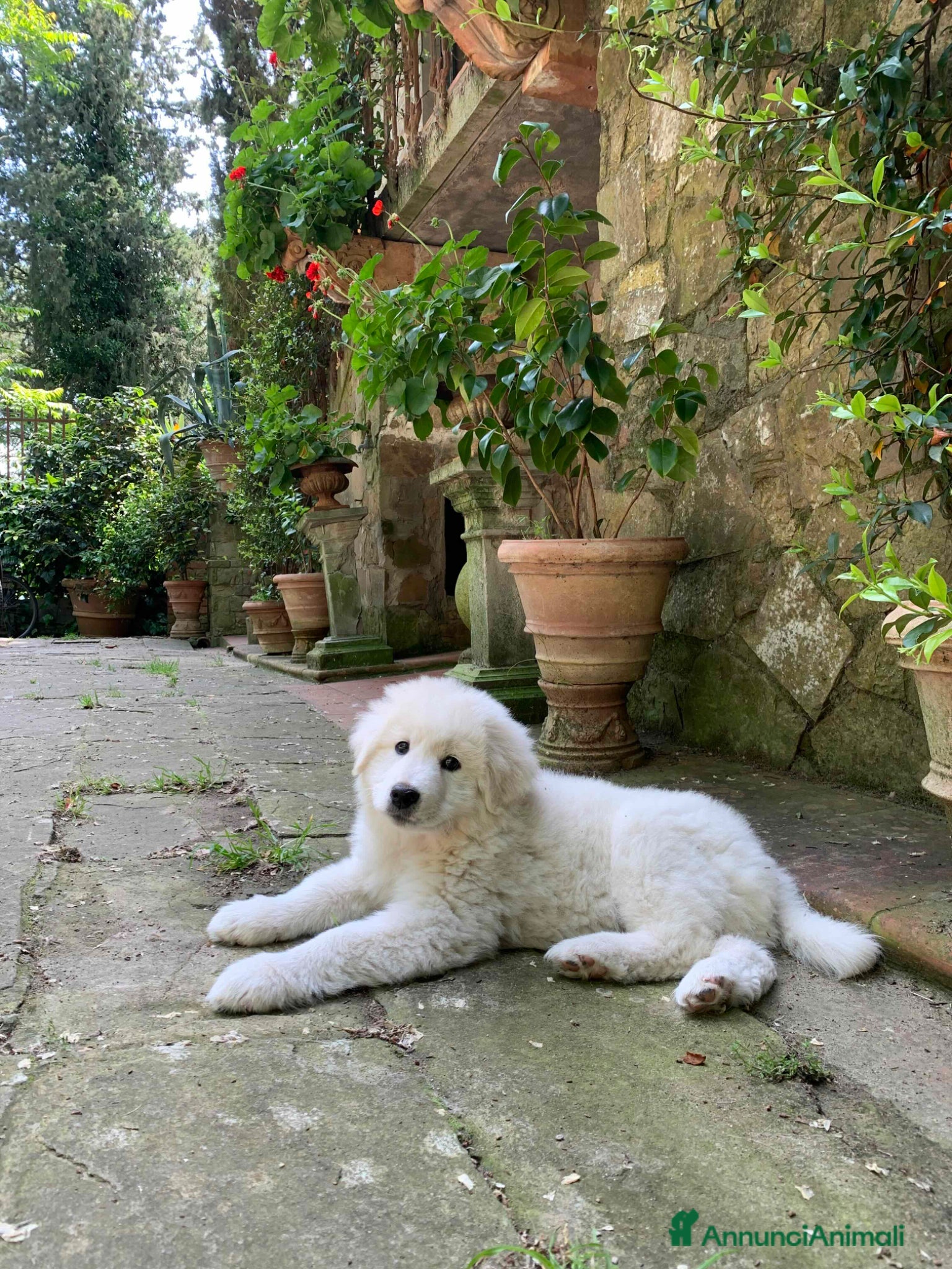 Pastore Maremmano cani Cuccioli Pastore Maremmano Abruzzese - Annuncio 1