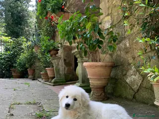 Pastore Maremmano cani Cuccioli Pastore Maremmano Abruzzese - Annuncio 1