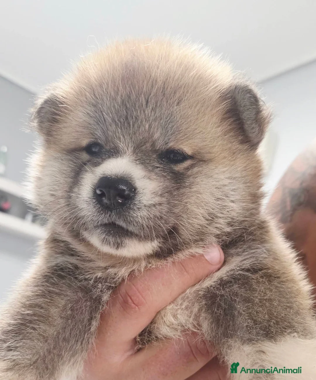 Akita Inu cani in vendita: Cuccioli di Akita Inu - Annuncio 2