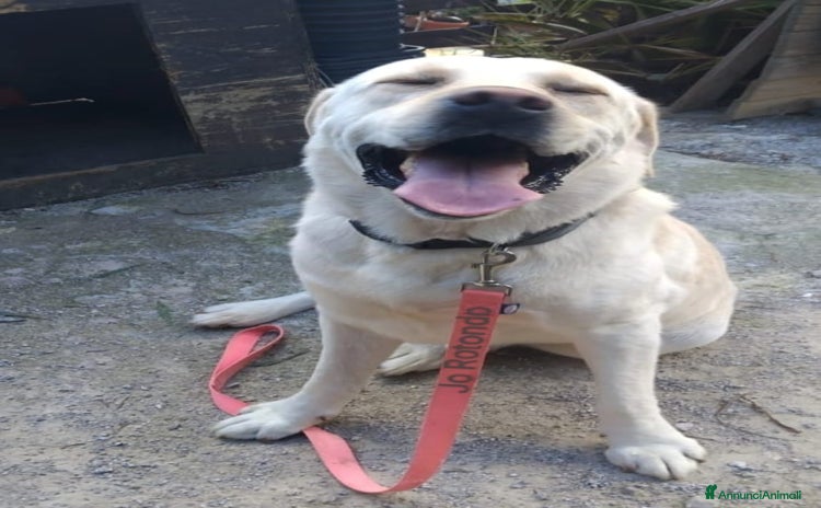 Labrador cani - Annuncio 2