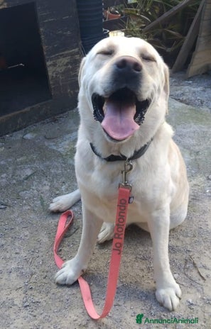 Labrador cani - Annuncio 16