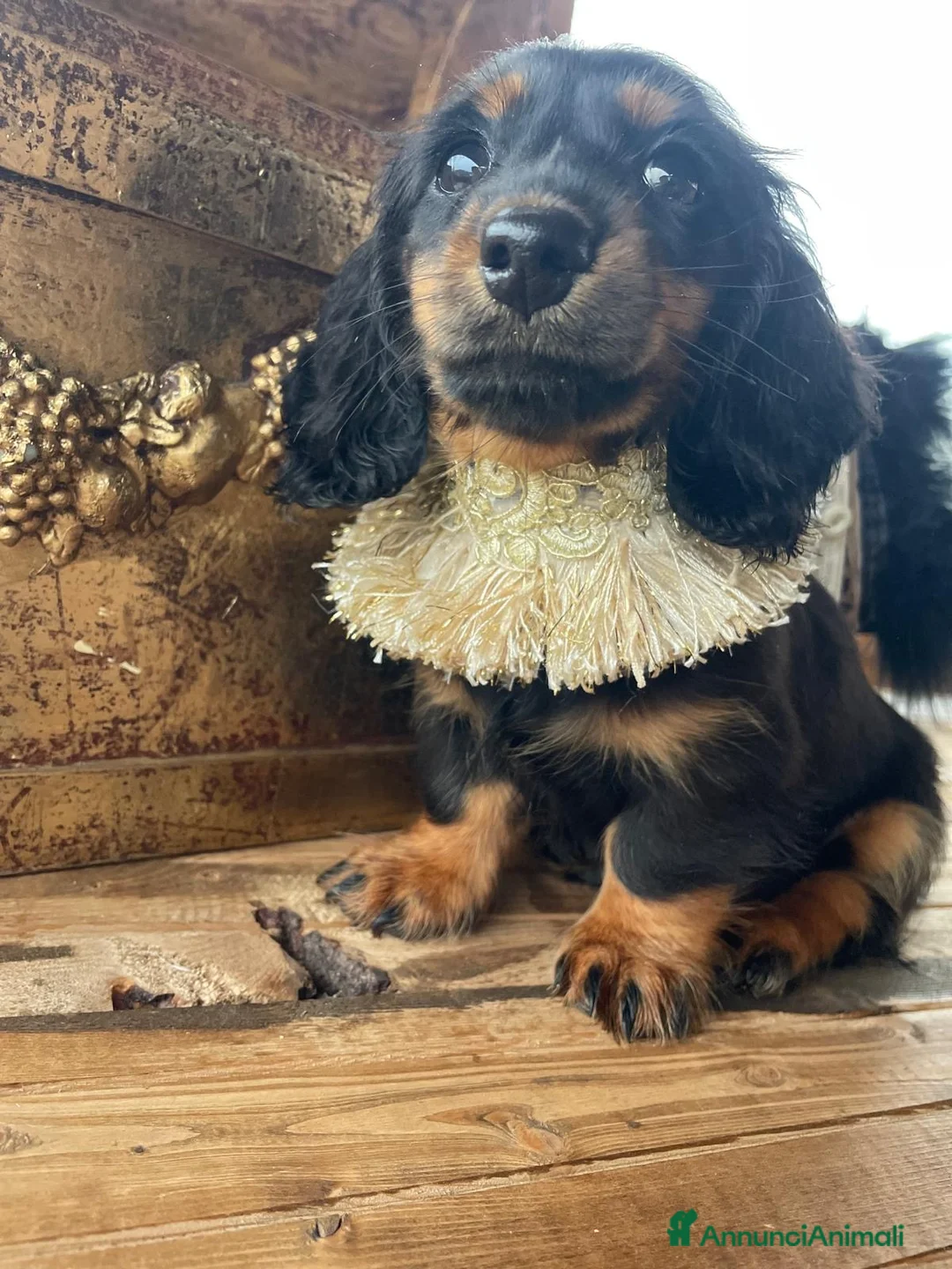 Bassotto cani in vendita: Ultimo mashieto nero focato - Annuncio 6