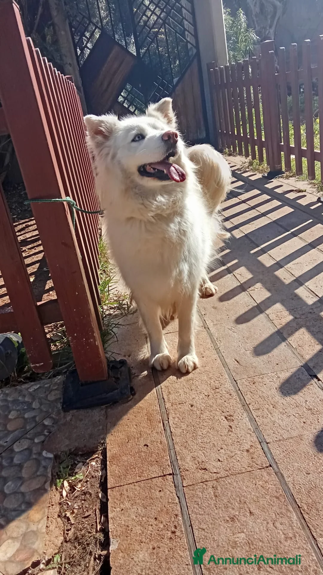 Pastore Svizzero cani in regalo: Splendida simil Husky e Pastore Svizzero - VICKY - Annuncio 2