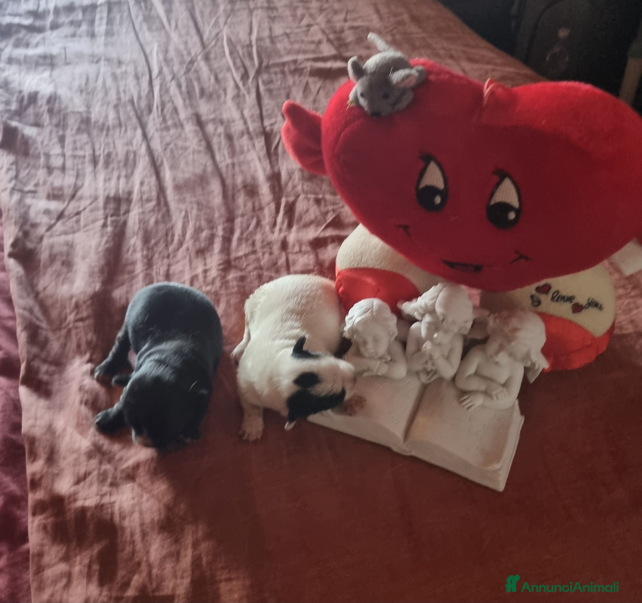 Chihuahua cani in vendita: Cuccioli di chihuahua toy  - Annuncio 4