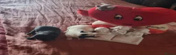 Chihuahua cani in vendita: Cuccioli di chihuahua toy  - Annuncio 1