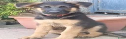 Pastore Tedesco cani in vendita: Cuccioli cane pastore tedesco  - Annuncio 5