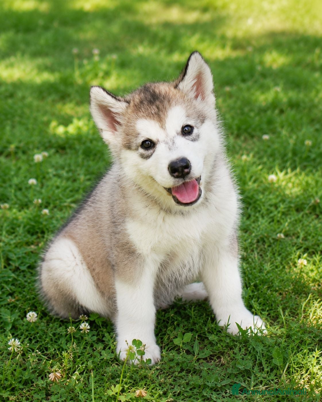 Alaskan Malamute cani Cucciola di alaskan malamute - Annuncio 25