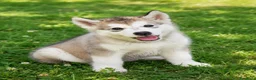 Alaskan Malamute cani in vendita: Cucciola di alaskan malamute - Annuncio 1