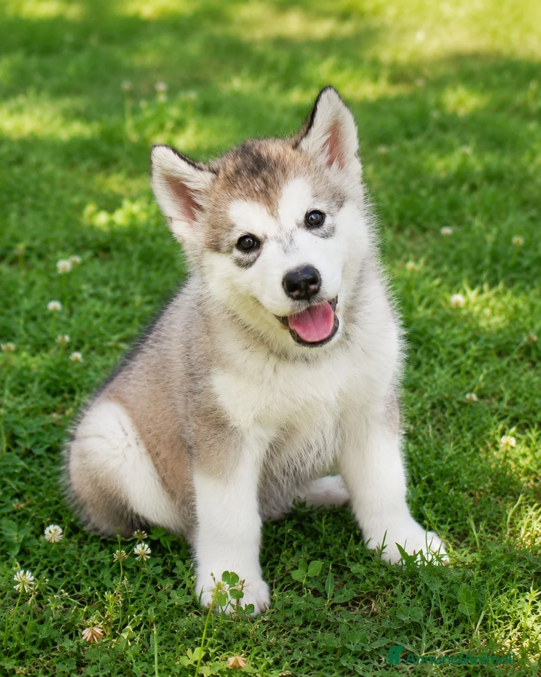 Alaskan Malamute cani in vendita: Cucciola di alaskan malamute - Annuncio 1
