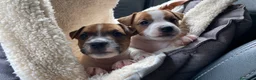 Jack Russell cani in vendita: Jack Russell terrier pelo corto femmina pedigree - Annuncio 3