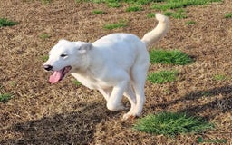 Pastore Maremmano cani in regalo: SQUITTY, dolcissima cucciola a Provincia di Latina - Immagine 1