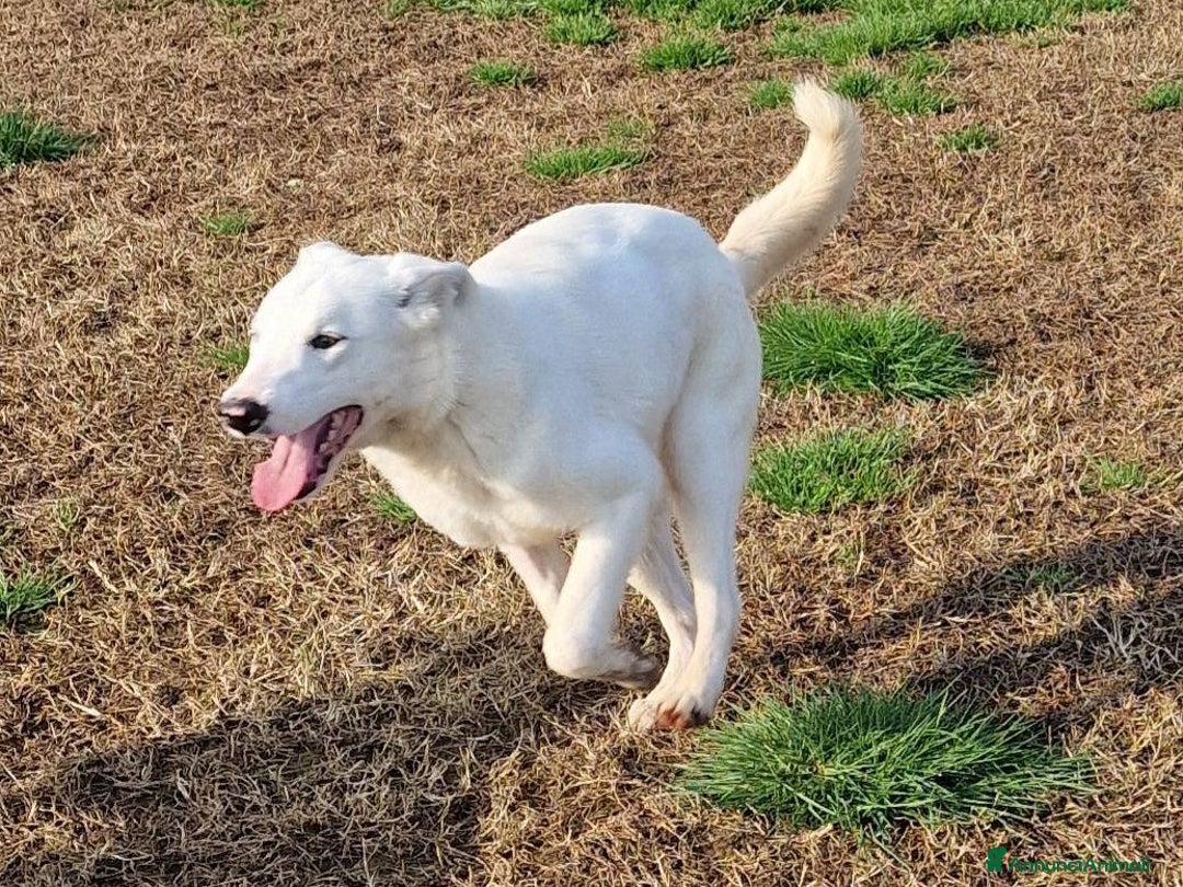 Pastore Maremmano cani in regalo: SQUITTY, dolcissima cucciola a Provincia di Latina - Immagine 1