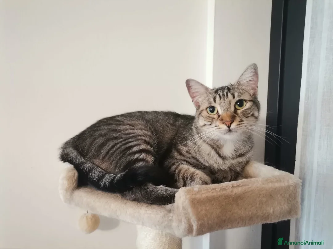 Europeo gatti in regalo: Gatto europeo maschio tigrato  - Annuncio 4