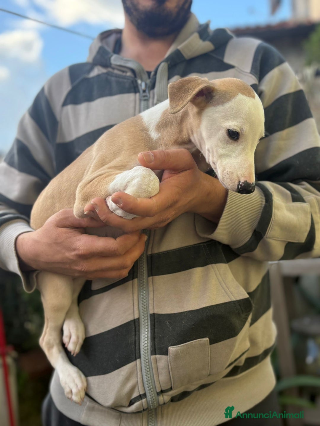 Whippet cani in vendita: Cuccioli whippet ultimi disponibili - Annuncio 6