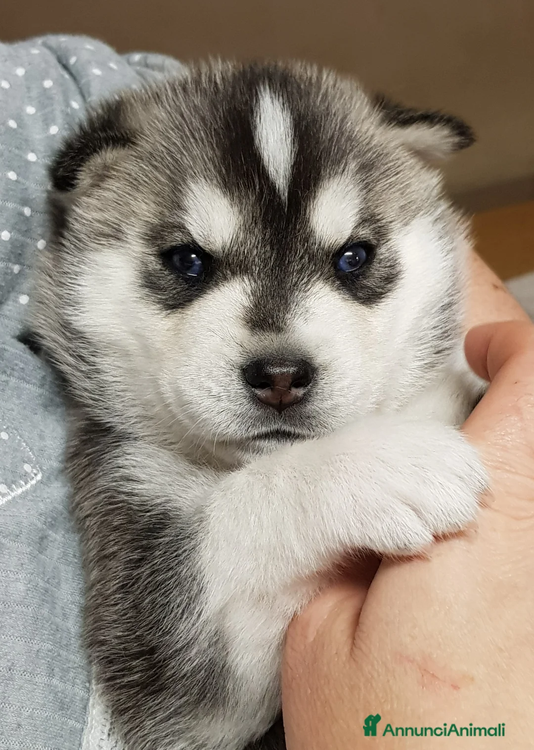 Immagine della galleria {{count}}