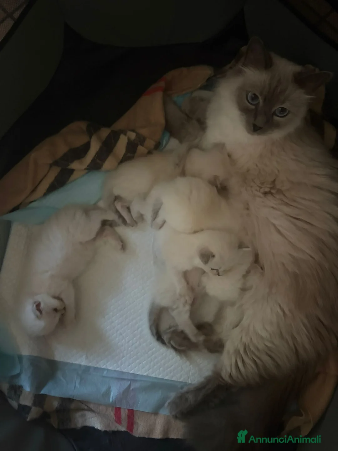Siberiano gatti in vendita: Gatti siberiani neva masquerade  - Annuncio 2