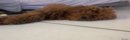 Barboncino Toy cani in vendita: Barboncino Toy  a Provincia di Caserta - Annuncio 7