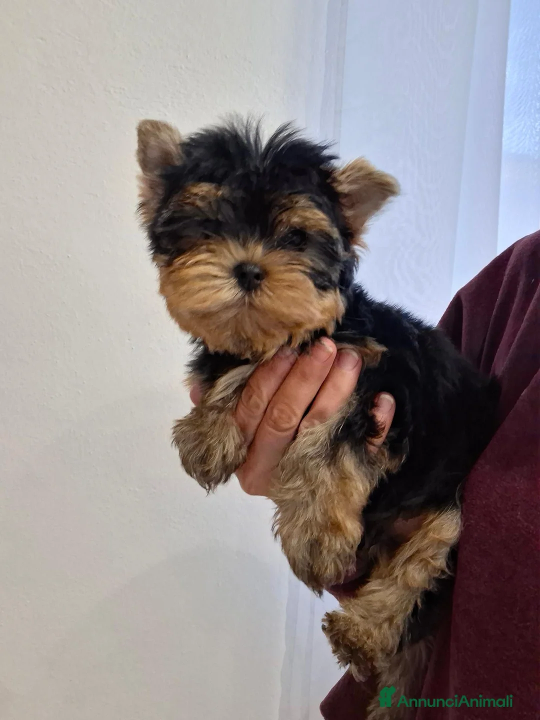 Yorkshire cani in vendita: Maschietto yorkshire terrier - Annuncio 6