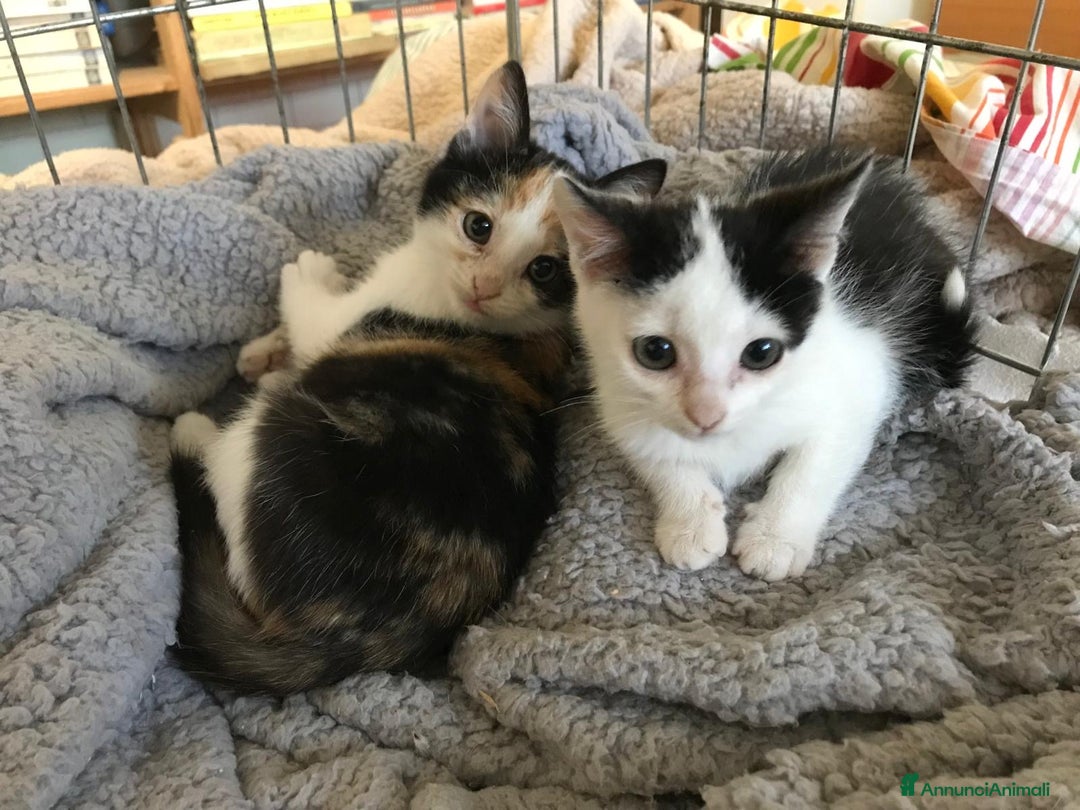 Europeo gatti in regalo: gattine birba e luna cercano casa❤️ - Annuncio 1