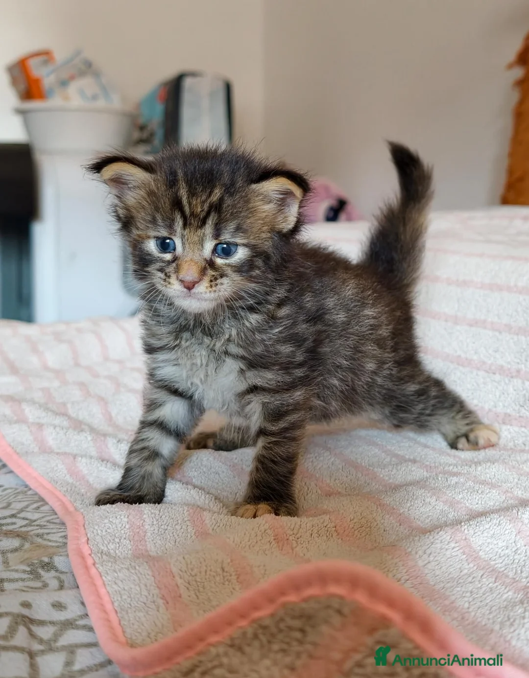 Maine Coon gatti in vendita: Cucciola Maine coon  - Annuncio 5