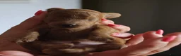 Barboncino Toy cani in vendita: Allevamento Riconosciuto Enci  - Annuncio 9