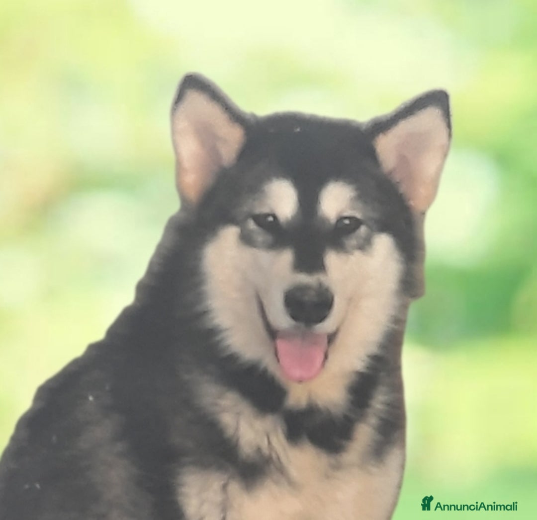 Alaskan Malamute cani in vendita: Alaskan Malamute cucciola a Città Metropolitana di Bologna - Annuncio 5