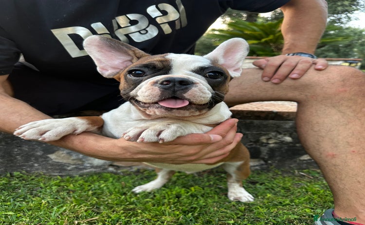 Bulldog Francese cani a Città metropolitana di Roma Capitale - Annuncio 3