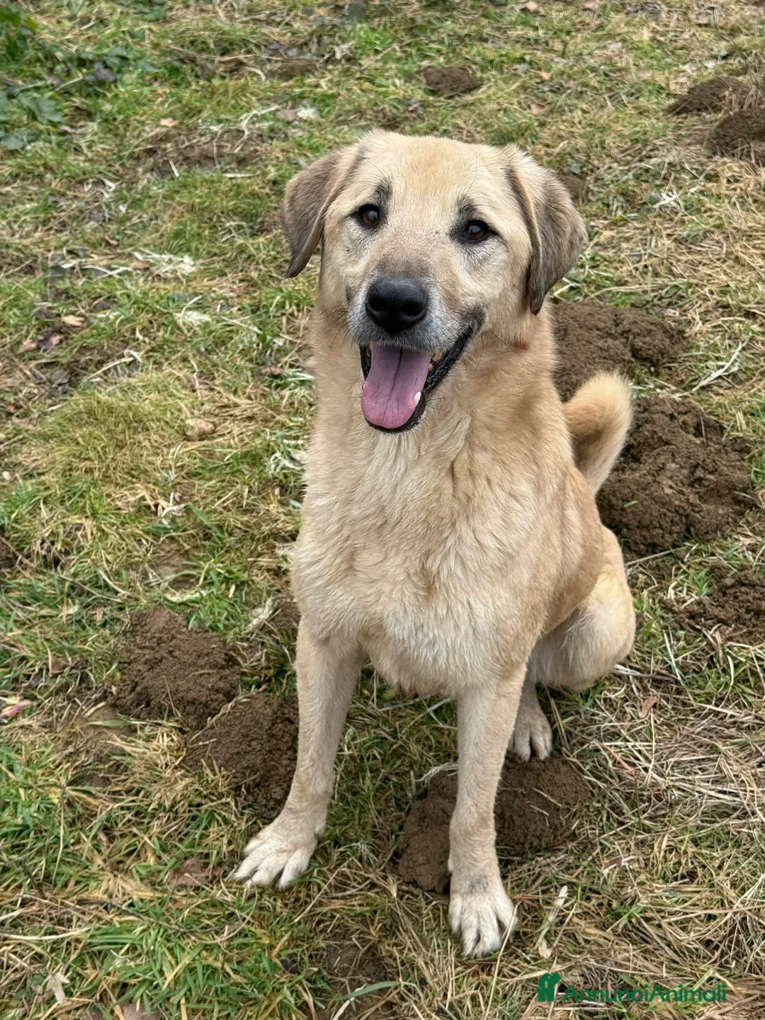 Meticcio cani in regalo: ALEX, cane grande dal cuore gigante! - Annuncio 2