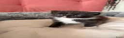 Maine Coon gatti in vendita: Da Leo e alaska 5  fantastici cuccioli!!! - Annuncio 8